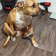 Prencess is registered to the contest to win money with this photo: dog, brown_dog, white_fur, floor, wooden_floor, mop_bucket, cleaning_supplies, power_drill, tool, pet, animal, indoor, wall, curious, sitting, paw, ears, looking_away, domestic, canine