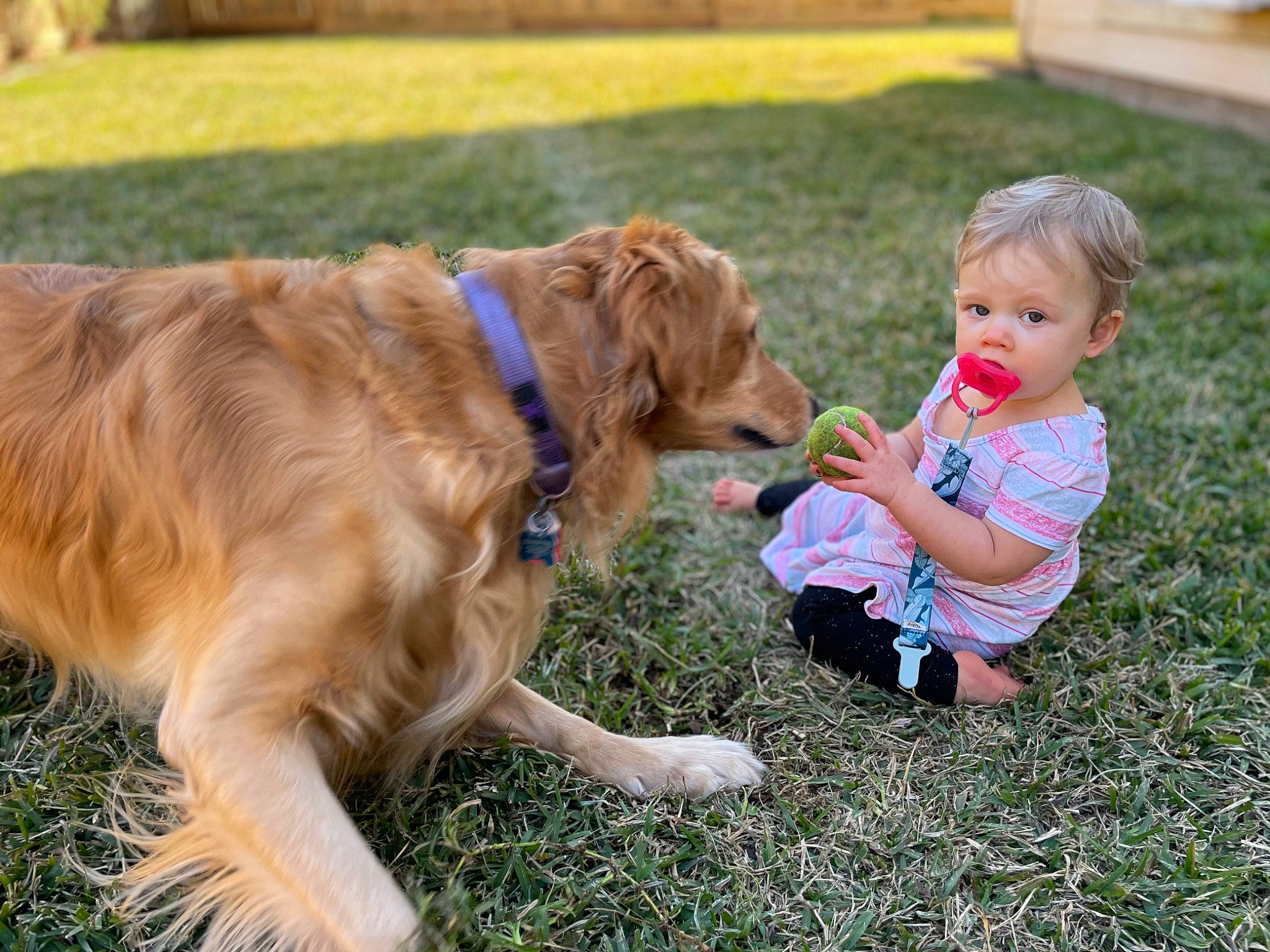 Jubel is registered to the contest to win money with this photo: canidae, carnivore, companion_dog, dog, dog_breed, fawn, fun, golden_retriever, grass, gun_dog, happy, leash, leisure, mammal, people_in_nature, plant, recreation, sporting_group, toddler, tree