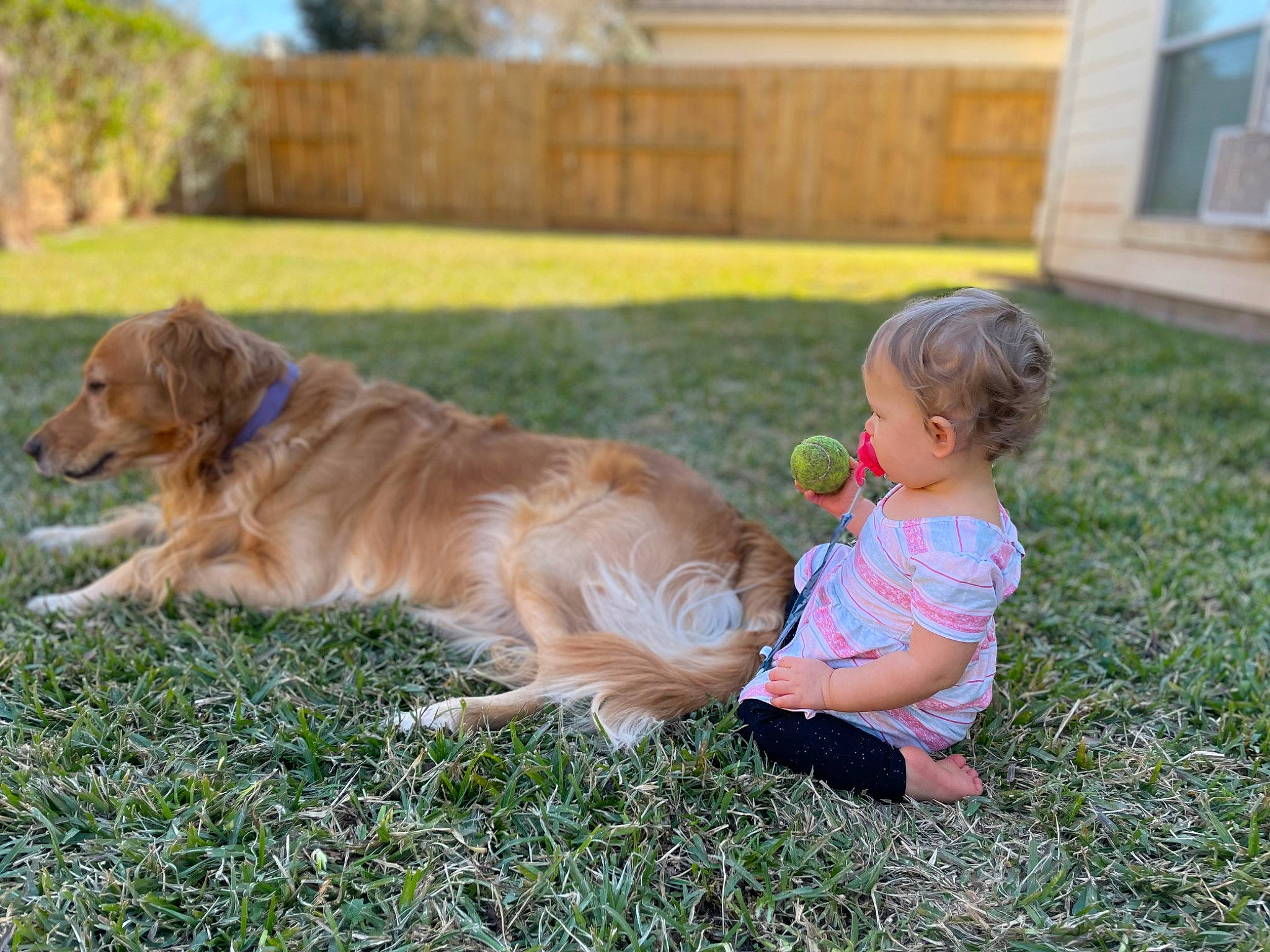 Jubel joined the competition — help win amazing prizes! baby, baby_toddler_clothing, carnivore, companion_dog, dog, dog_breed, door, fawn, fence, fur, golden_retriever, grass, gun_dog, plant, recreation, retriever, sporting_group, toddler, tree, yard
