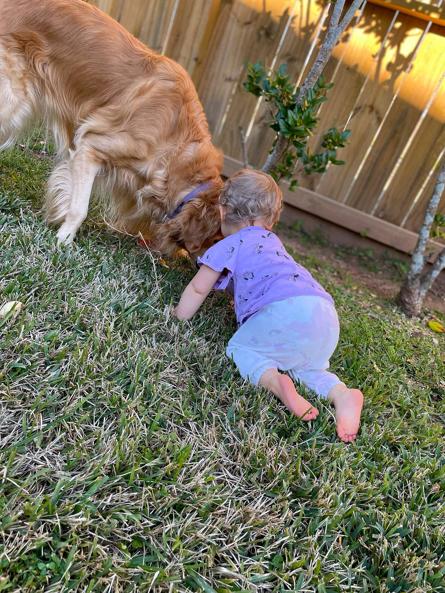 Jubel is registered to the contest to win money with this photo: baby_toddler_clothing, carnivore, companion_dog, dog, fawn, felidae, fence, fun, grass, grass_family, happy, human_leg, lawn, leisure, people_in_nature, plant, shorts, sitting, tail, toddler