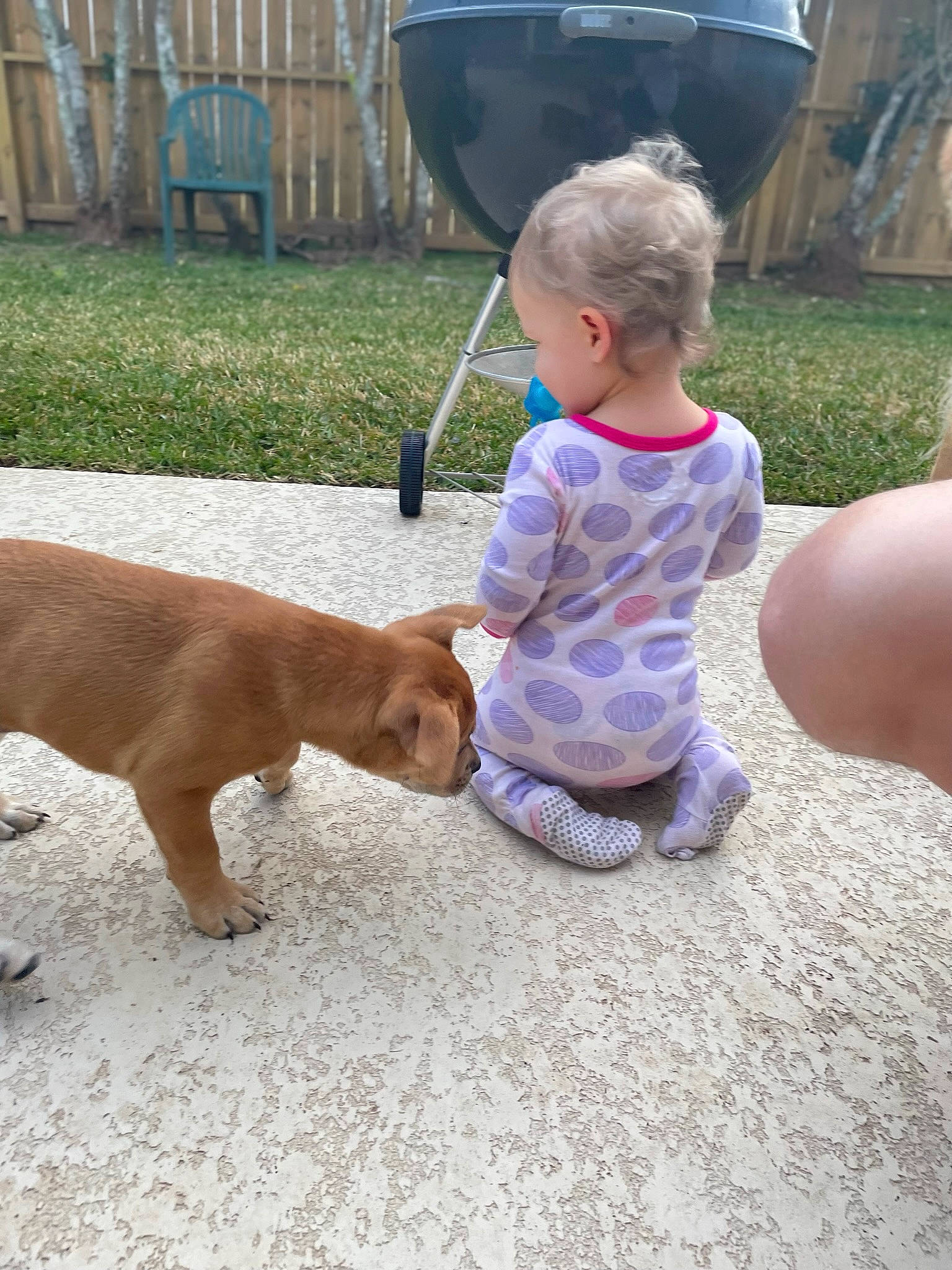 Loki is registered to the contest to win money with this photo: baby, baby_toddler_clothing, carnivore, chair, companion_dog, dog, dog_breed, fawn, flooring, fun, grass, leash, leisure, liver, mammal, plant, sitting, tail, toddler, working_animal