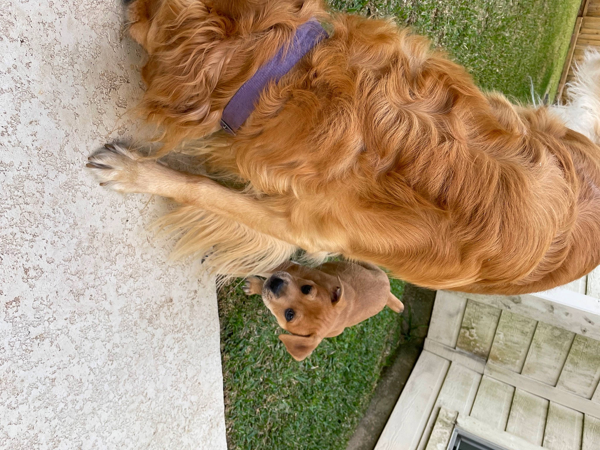 Loki joined the competition — help win amazing prizes! canidae, carnivore, collar, companion_dog, dog, dog_breed, dog_collar, dog_supply, fawn, fur, golden_retriever, leash, liver, pet_supply, plant, snout, sporting_group, tail, wood, working_animal