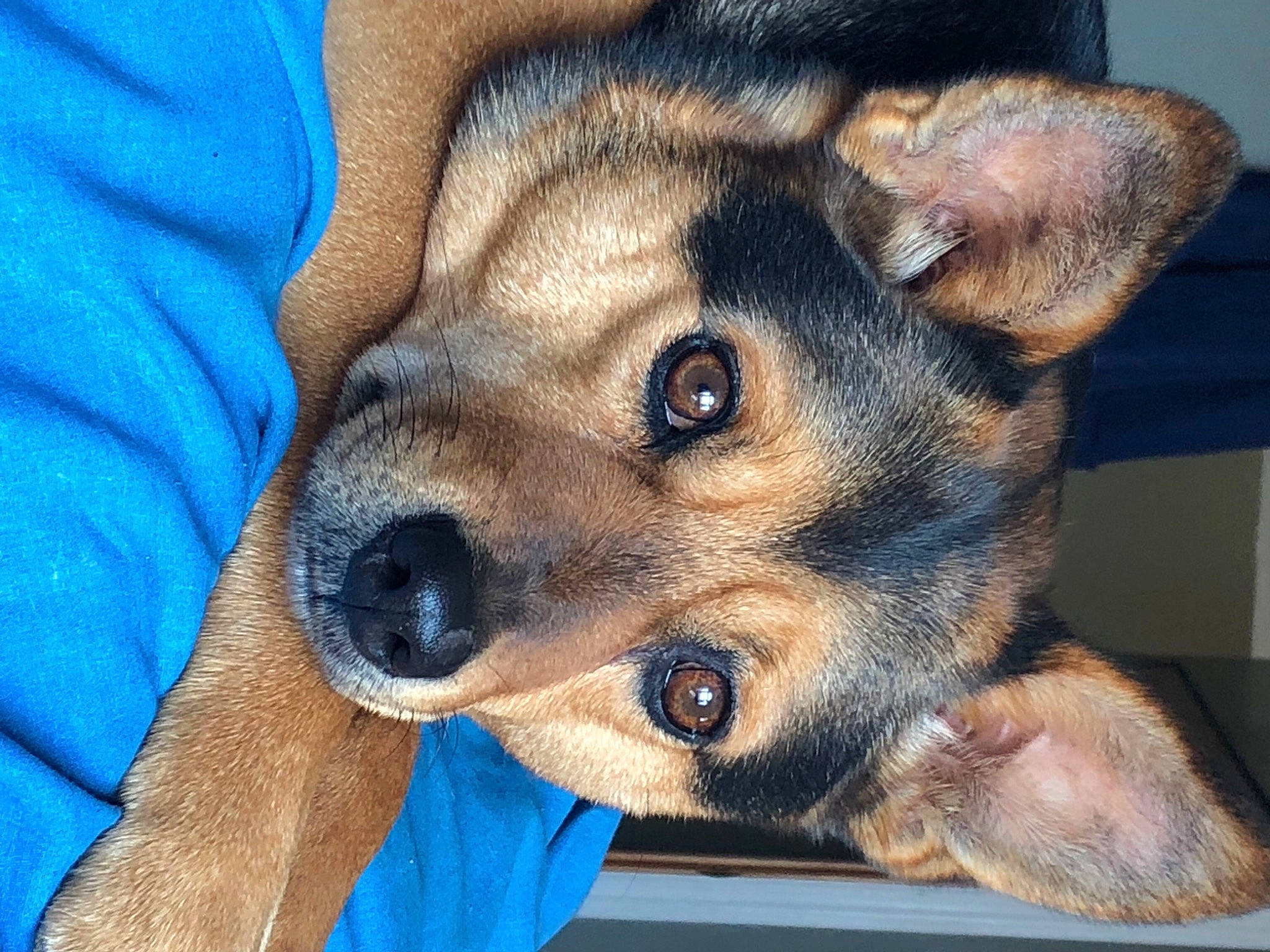 Roscoe joined the competition — help win amazing prizes! canidae, carnivore, comfort, companion_dog, dog, dog_breed, fawn, fur, pet_supply, skin, snout, vertebrate, whiskers, working_animal, working_dog