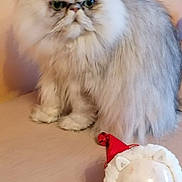Rafaelo participe au concours pour gagner de l'argent avec cette photo : cat, persian_cat, fluffy, ornament, santa_hat, holiday, cute, blue_eyes, feline, indoor, pet, table, decorative, white_fur, gray_fur, small_object, animal, face, looking, sitting