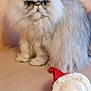 cat, persian_cat, fluffy, ornament, santa_hat, holiday, cute, blue_eyes, feline, indoor, pet, table, decorative, white_fur, gray_fur, small_object, animal, face, looking, sitting