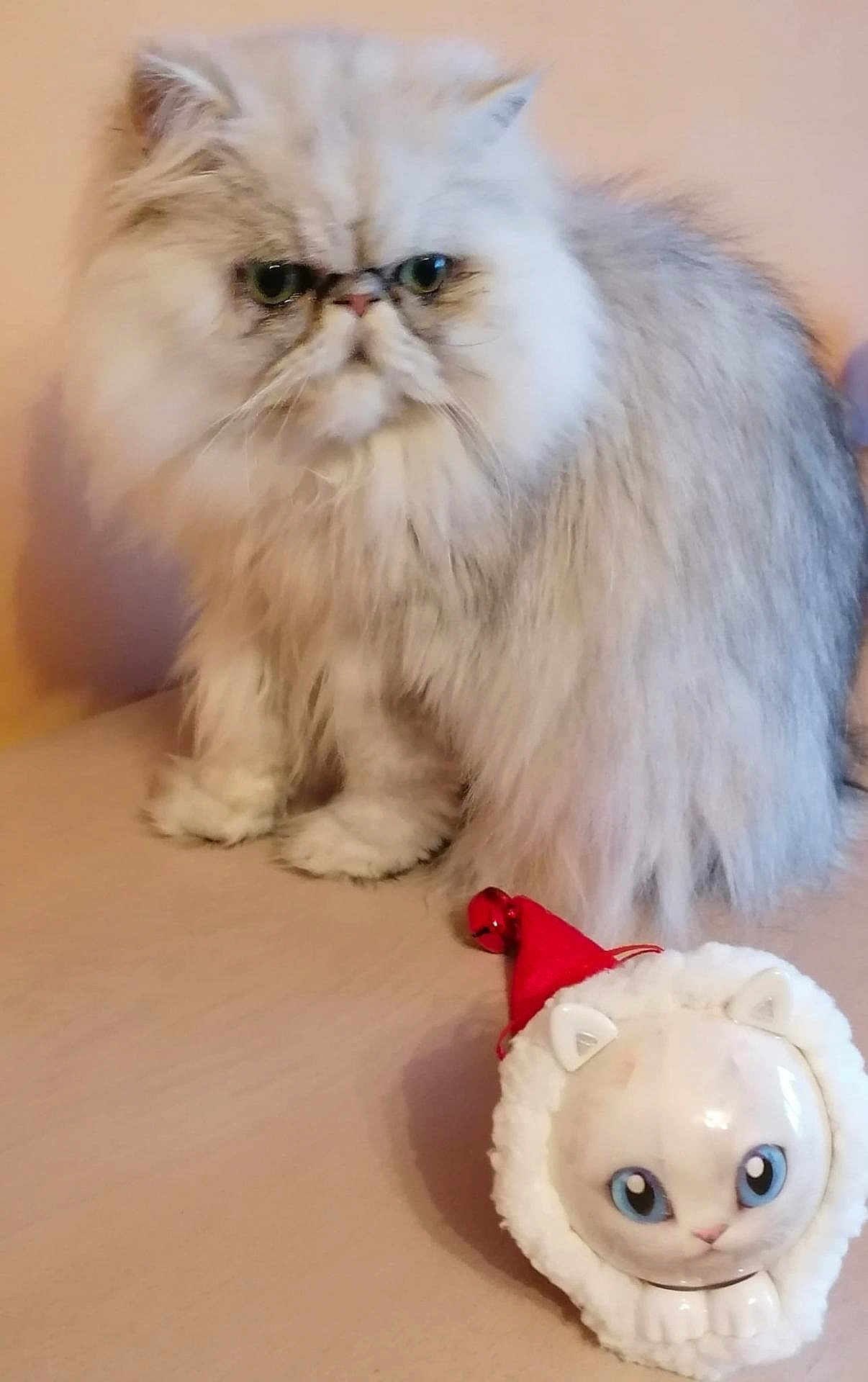 Rafaelo participe au concours pour gagner de l'argent avec cette photo : cat, persian_cat, fluffy, ornament, santa_hat, holiday, cute, blue_eyes, feline, indoor, pet, table, decorative, white_fur, gray_fur, small_object, animal, face, looking, sitting