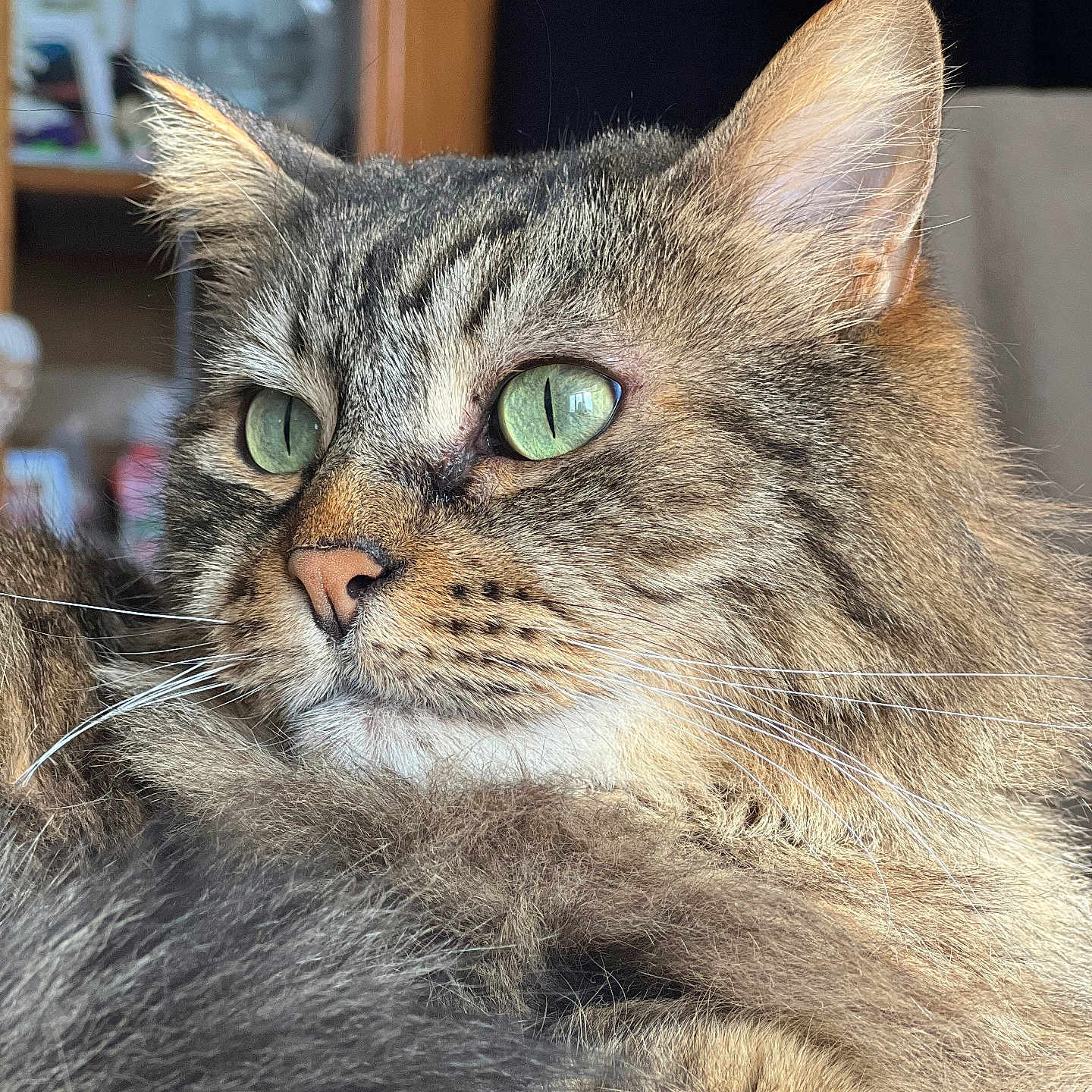 Maya a rejoint le concours — aidez-le/la à gagner de superbes lots ! animal, background_blur, cat, close_up, cute, domestic_animal, face, feline, fluffy, fur, green_eyes, indoor, looking_away, mammal, pet, portrait, relaxed, soft_light, tabby_cat, whiskers