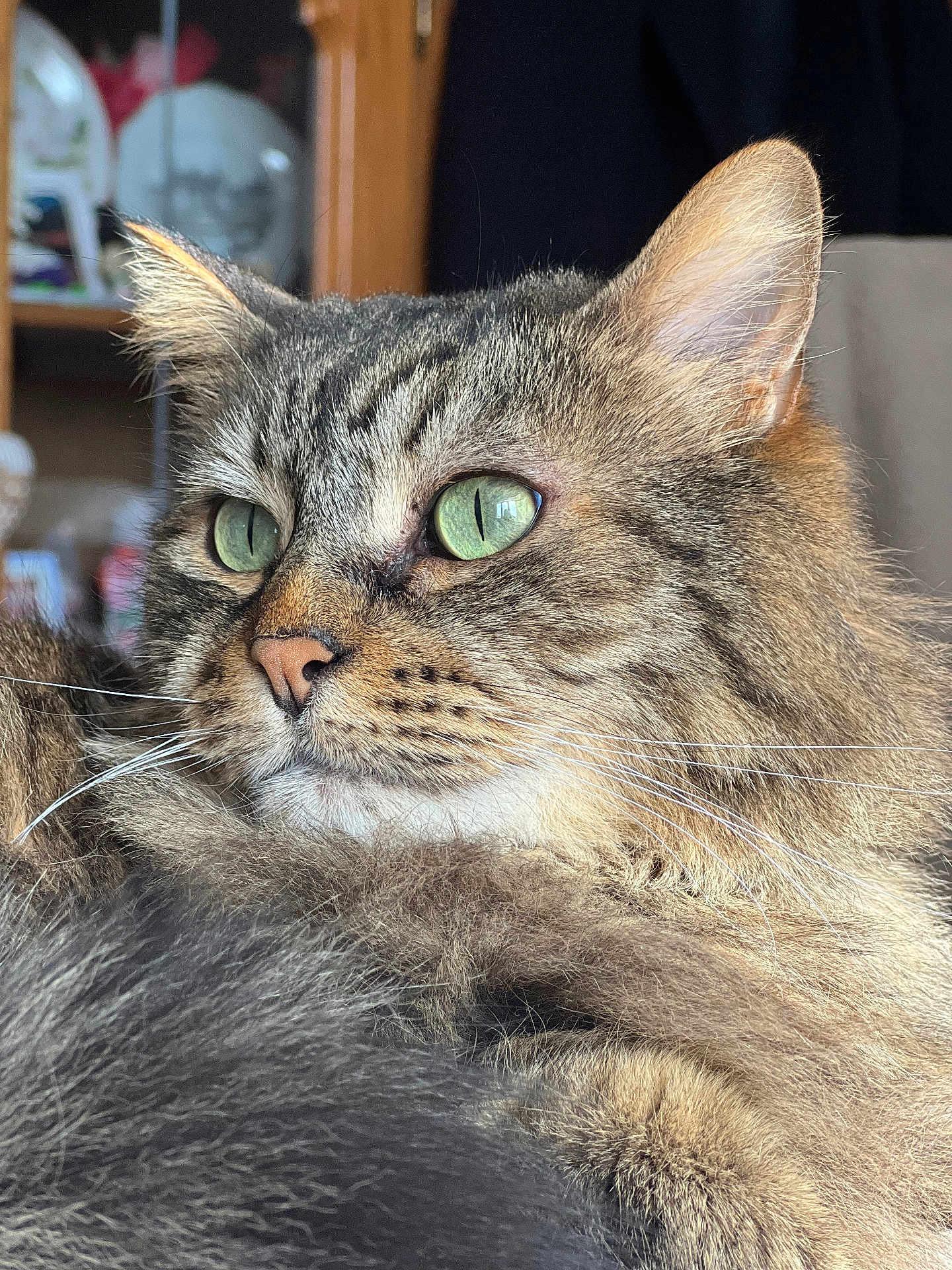 Maya a rejoint le concours — aidez-le/la à gagner de superbes lots ! cat, tabby_cat, close_up, green_eyes, fur, whiskers, indoor, portrait, animal, pet, feline, fluffy, cute, mammal, domestic_animal, face, relaxed, looking_away, soft_light, background_blur