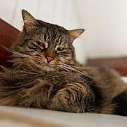 Maya a rejoint le concours — aidez-le/la à gagner de superbes lots ! cat, tabby, fluffy, pet, animal, whiskers, fur, relaxed, sleepy, indoor, closeup, face, paw, lying_down, domestic_cat, mammal, cute, feline, resting, portrait