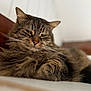 cat, tabby, fluffy, pet, animal, whiskers, fur, relaxed, sleepy, indoor, closeup, face, paw, lying_down, domestic_cat, mammal, cute, feline, resting, portrait