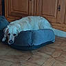 dog, golden_retriever, pet_bed, resting, indoor, wooden_cabinet, tile_floor, light_brown, fur, animal, canine, domestic_animal, relaxed, laying_down, home_interior, cozy, quiet, calm, cute, companion