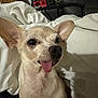 Ballerina joined the competition — help win amazing prizes! dog, small_dog, tongue_out, ears, pet, animal, indoor, blanket, cozy, cute, fur, face, snout, expression, home, furniture, fan, plant, relaxed, lying_down