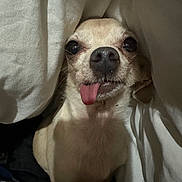 Ballerina joined the competition — help win amazing prizes! dog, chihuahua, tongue_out, pet, cute, blanket, indoors, cozy, small_dog, fur, animal, face, nostrils, whiskers, sleepy, resting, closeup, expression, cute_pet, tongue