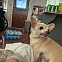 Ballerina joined the competition — help win amazing prizes! dog, small_dog, tan_dog, tongue_out, ears, indoor, pillow, person, gray_hair, wooden_door, blue_curtain, packaged_water, floor, kitchen_counter, green_cans, yellow_container, home, living_room, pet, cute