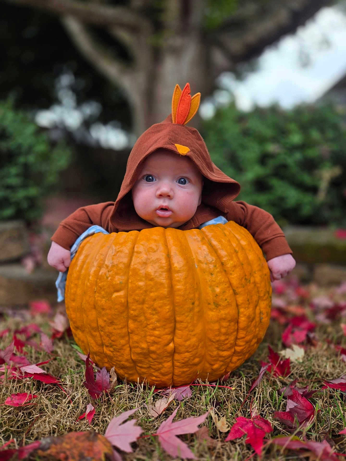 River is registered to the contest to win money with this photo: baby, pumpkin, fall, autumn, leaves, grass, outdoor, child, costume, hood, cute, seasonal, nature, orange, greenery, portrait, baby_face, expression, holiday, festive