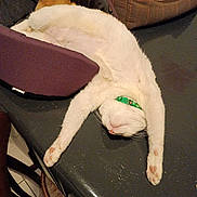 Plume participe au concours pour gagner de l'argent avec cette photo : cat, white_cat, pet_bed, stretching, collar, indoor, feline, relaxed, sleeping_position, table, chair, plush_toy, cozy, paw, domestic_animal, fur, resting, kitten_area, home, cute
