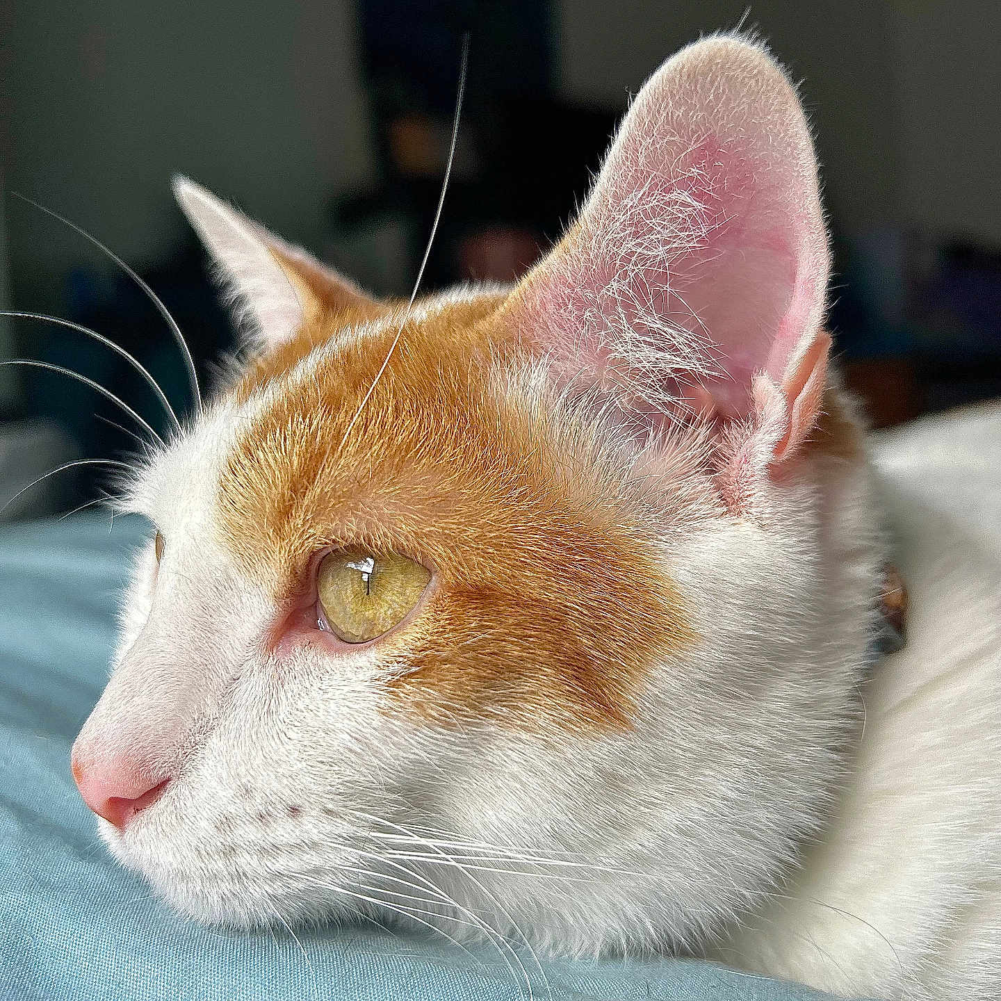 Plume participe au concours pour gagner de l'argent avec cette photo : animal, bed, calm, cat, close_up, cute, domestic_cat, ear, eye, feline, fur, indoor, orange_and_white, pet, pink_nose, profile, resting, sleepy, soft_fabric, whiskers