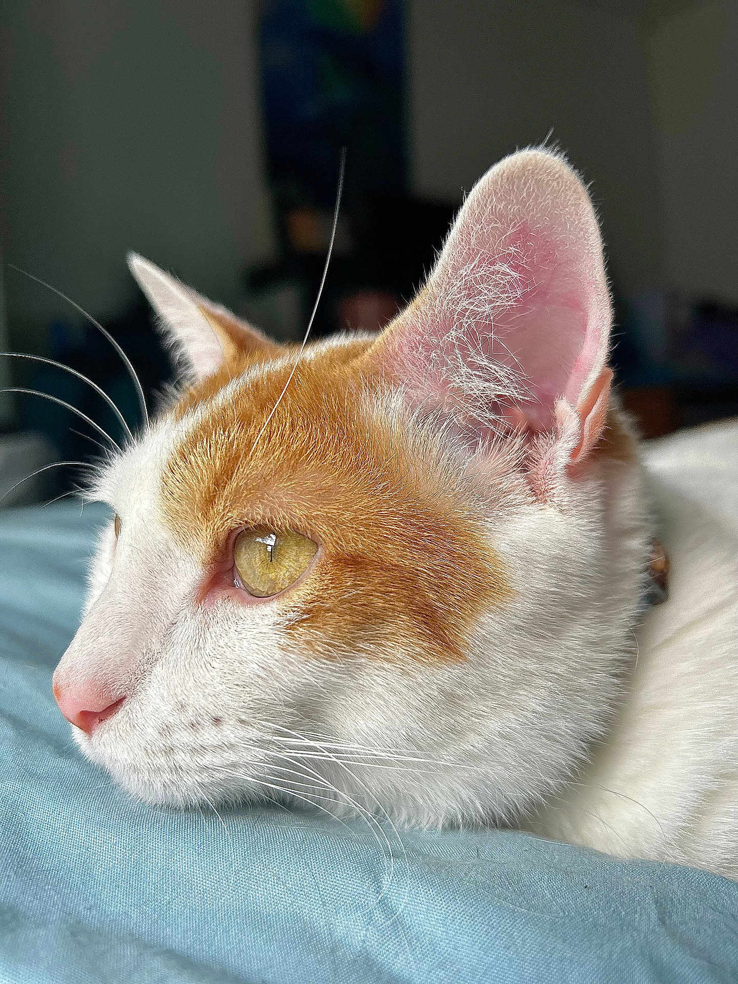 Plume participe au concours pour gagner de l'argent avec cette photo : cat, close_up, orange_and_white, whiskers, ear, profile, resting, soft_fabric, bed, pet, feline, domestic_cat, animal, cute, sleepy, indoor, fur, pink_nose, eye, calm