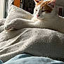 cat, orange_and_white_cat, cushion, window, natural_light, indoor, relaxed, pet, feline, whiskers, paw, cozy, textile, home, domestic_animal, sleepy, fur, resting, curtains, shadow