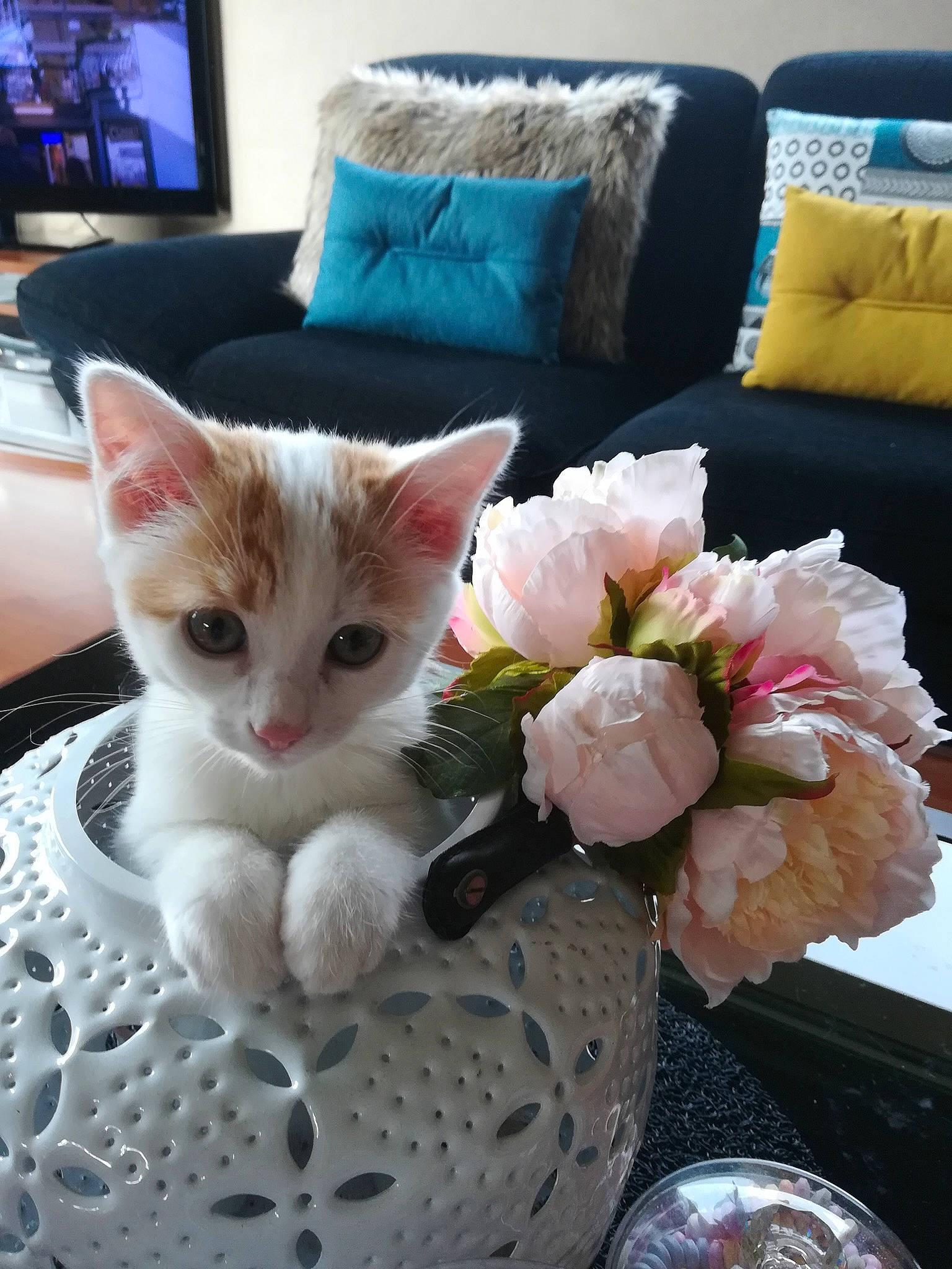 Charly participe au concours pour gagner de l'argent avec cette photo : blue, carnivore, cat, comfort, domestic_short_haired_cat, felidae, flower, fur, furniture, linens, pillow, plant, rectangle, serveware, small_to_medium_sized_cats, tableware, tail, television, textile, whiskers