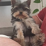 Angie participe au concours pour gagner de l'argent avec cette photo : dog, pet, small_dog, lap, fur, ears, person, indoor, plant, sitting, relaxed, home, furniture, paw, closeup, cute, animal, companion, resting, casual