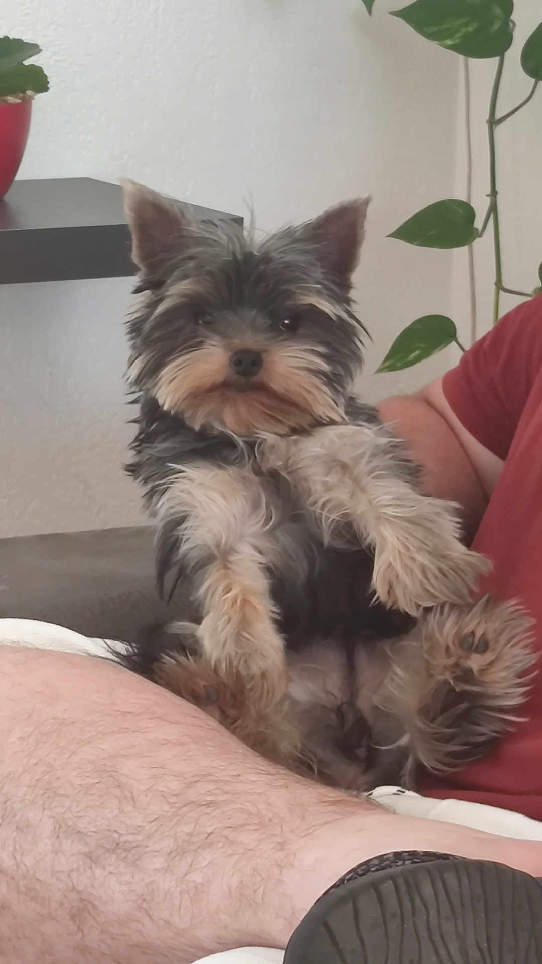 Angie participe au concours pour gagner de l'argent avec cette photo : dog, pet, small_dog, lap, fur, ears, person, indoor, plant, sitting, relaxed, home, furniture, paw, closeup, cute, animal, companion, resting, casual