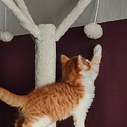 Garfield participe au concours pour gagner de l'argent avec cette photo : kitten, cat, cat_tree, orange_cat, white_cat, paw, playful, toy, fuzzy, indoor, pet, fur, curious, dangling_toy, scratching_post, wall, maroon, feline, young_cat, pet_play