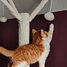 kitten, cat, cat_tree, orange_cat, white_cat, paw, playful, toy, fuzzy, indoor, pet, fur, curious, dangling_toy, scratching_post, wall, maroon, feline, young_cat, pet_play