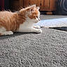 Garfield participe au concours pour gagner de l'argent avec cette photo : kitten, cat, orange_and_white, fur, carpet, indoor, wooden_cabinet, furniture, pet, animal, cute, lying_down, side_view, small, domestic, young, whiskers, paws, cozy, curious
