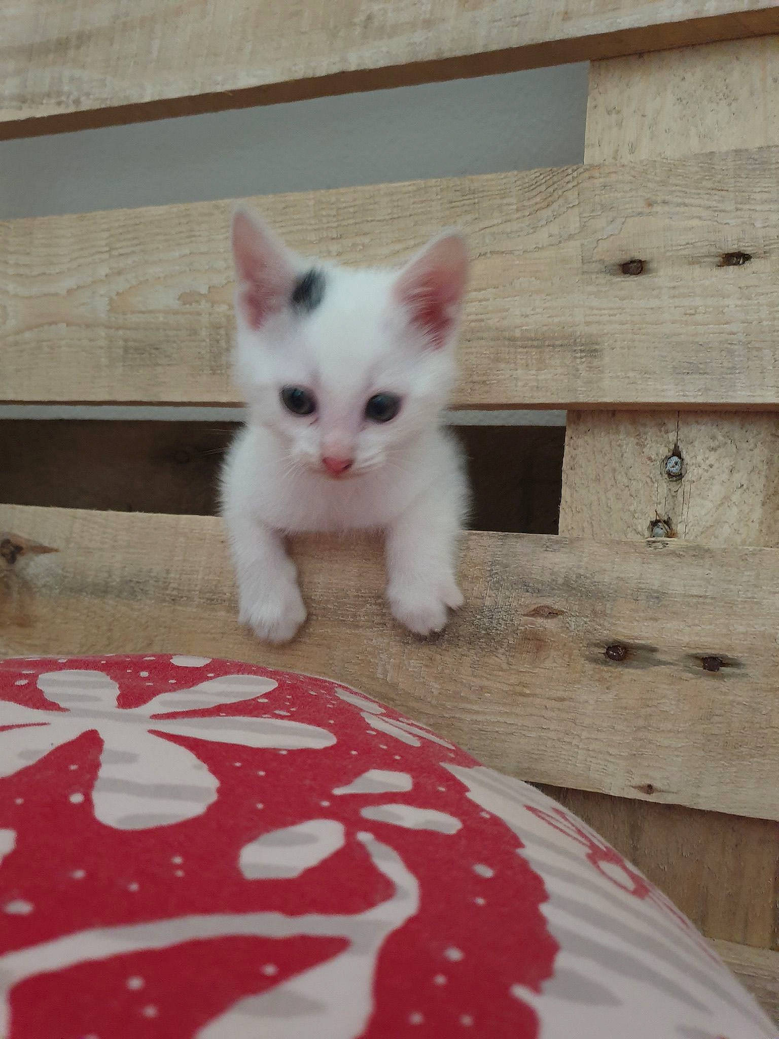 Pao participe au concours pour gagner de l'argent avec cette photo : carnivore, cat, claw, companion_dog, domestic_short_haired_cat, felidae, flooring, foot, fur, hardwood, paw, sitting, small_to_medium_sized_cats, snout, tail, terrestrial_animal, whiskers, wood