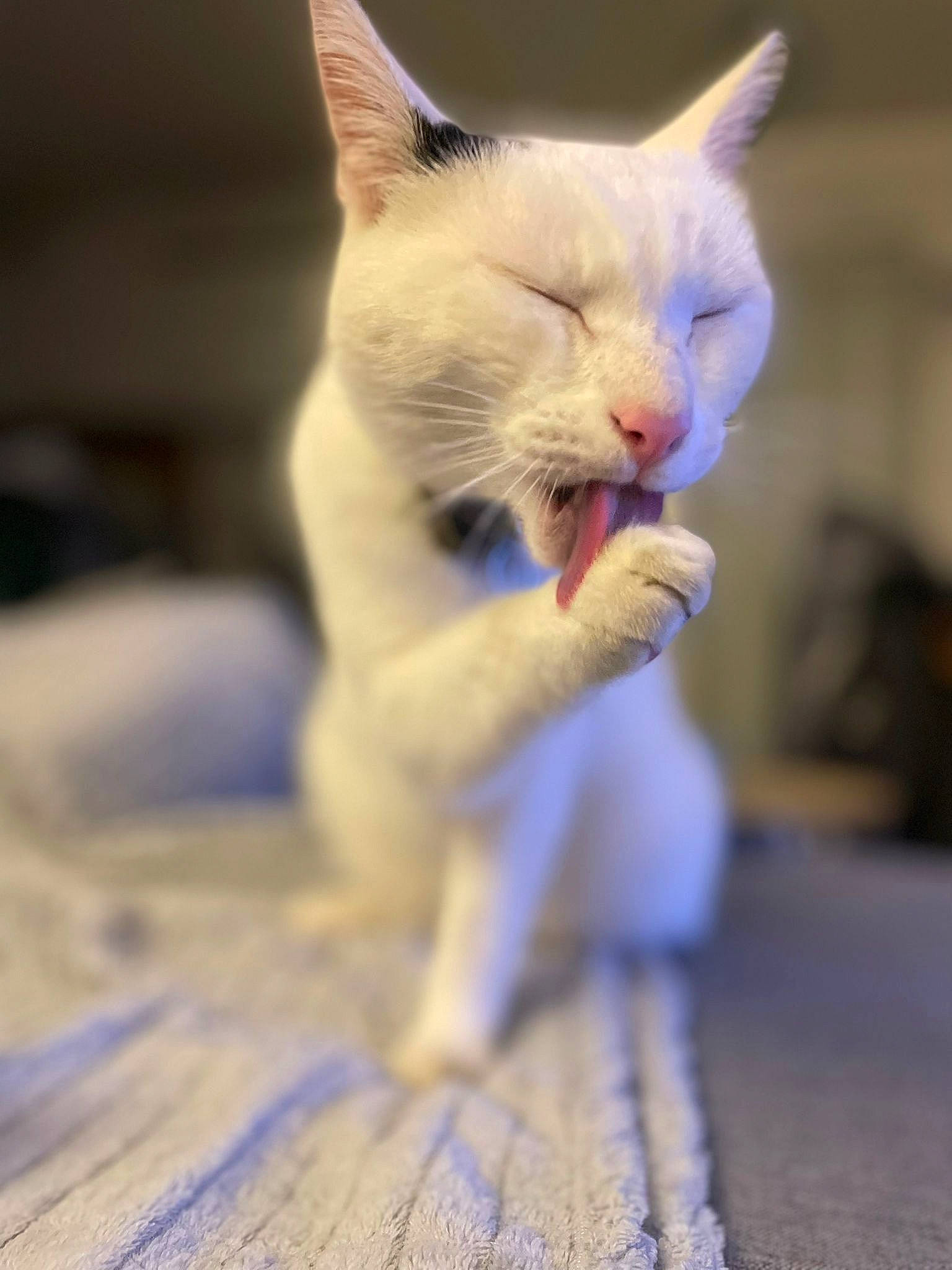 Pao a rejoint le concours — aidez-le/la à gagner de superbes lots ! blue, carnivore, cat, claw, domestic_short_haired_cat, ear, eye, fawn, felidae, fur, gesture, paw, small_to_medium_sized_cats, snout, tail, terrestrial_animal, whiskers