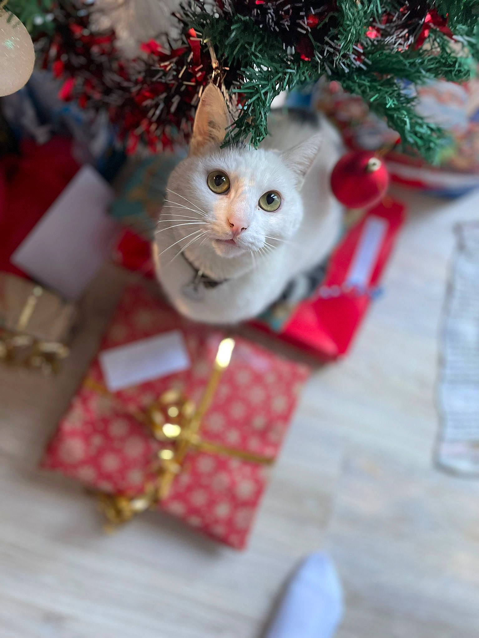 Pao participe au concours pour gagner de l'argent avec cette photo : art, carnivore, cat, christmas, christmas_decoration, christmas_ornament, christmas_tree, conifer, creative_arts, event, fawn, felidae, fur, holiday, holiday_ornament, ornament, plant, small_to_medium_sized_cats, toy, whiskers