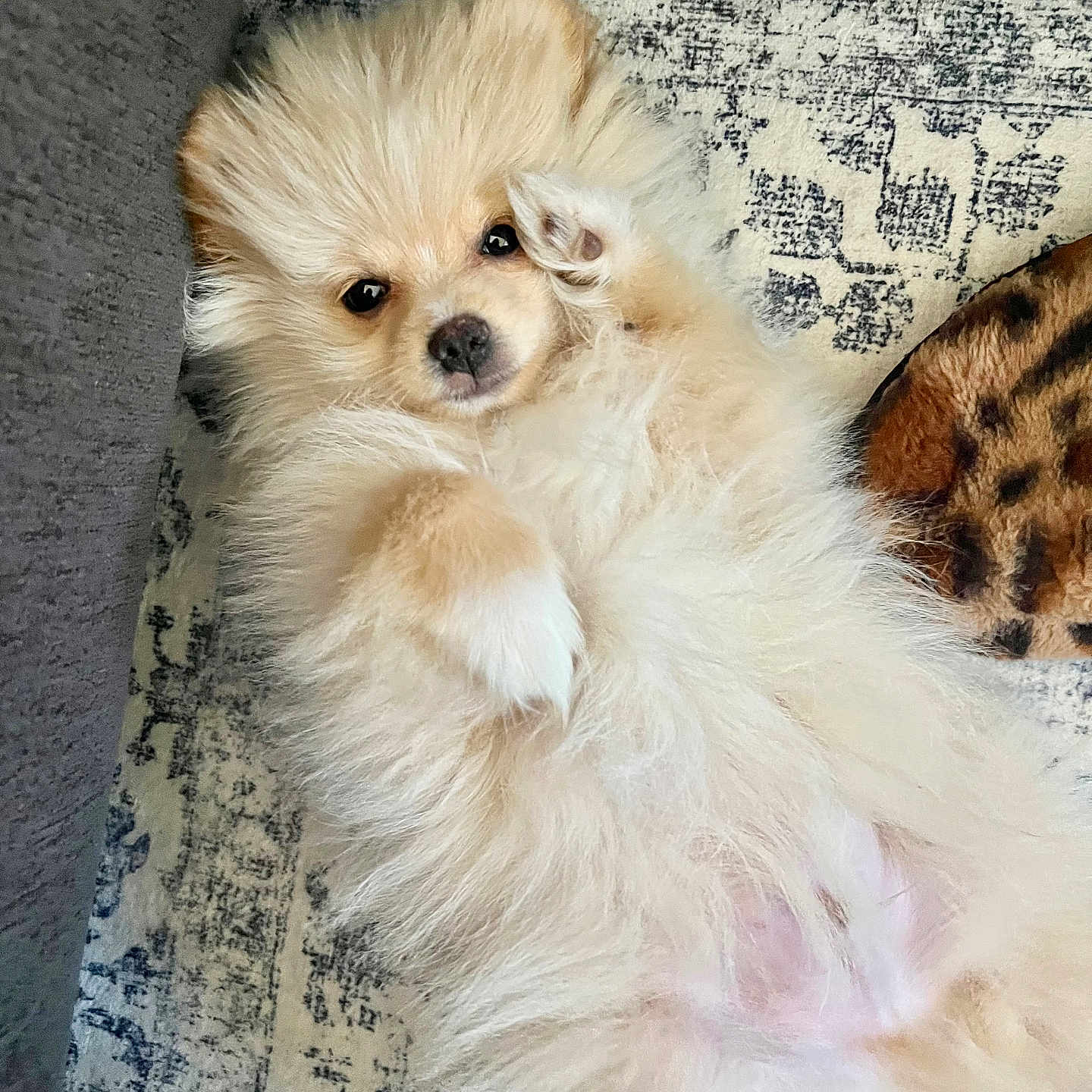 Kuma