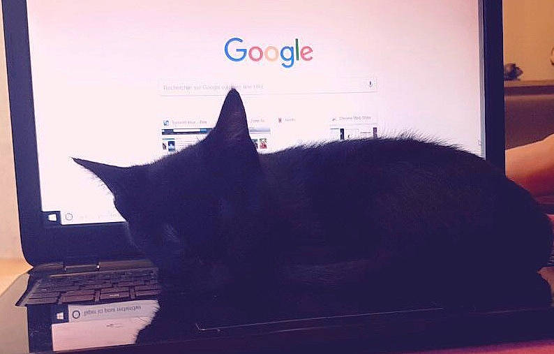 Reese a rejoint le concours — aidez-le/la à gagner de superbes lots ! black_cat, carnivore, cat, electronic_device, felidae, sky, small_to_medium_sized_cats, square, tail, technology, whiskers