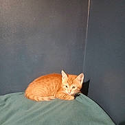 Ace participe au concours pour gagner de l'argent avec cette photo : cat, kitten, orange_tabby, pet, animal, curled_up, blanket, indoor, feline, cute, young, small, resting, ears, eyes, fur, teal_blanket, blue_wall, shadow, quiet