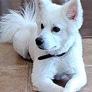 Marshall joined the competition — help win amazing prizes! dog, white_dog, fluffy, collar, pet, animal, indoor, floor, tile_floor, paws, crossed_paws, ears, tail, cute, relaxed, canine, fur, domestic_animal, companion, laying_down