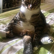 Peanut joined the competition — help win amazing prizes! cat, tabby, pet, animal, sitting, bed, blanket, sunlight, indoors, bedroom, portrait, fur, whiskers, ears, eyes, paw, tail, striped, relaxed, cute