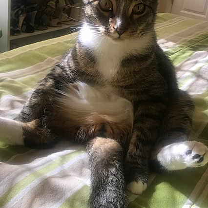 Peanut