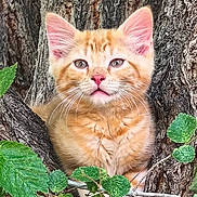 Roger is registered to the contest to win money with this photo: animal, branch, cat, closeup, curious, cute, ears, fur, greenery, kitten, leaves, nature, orange_tabby, outdoor, pet, portrait, resting, tree, whiskers, young