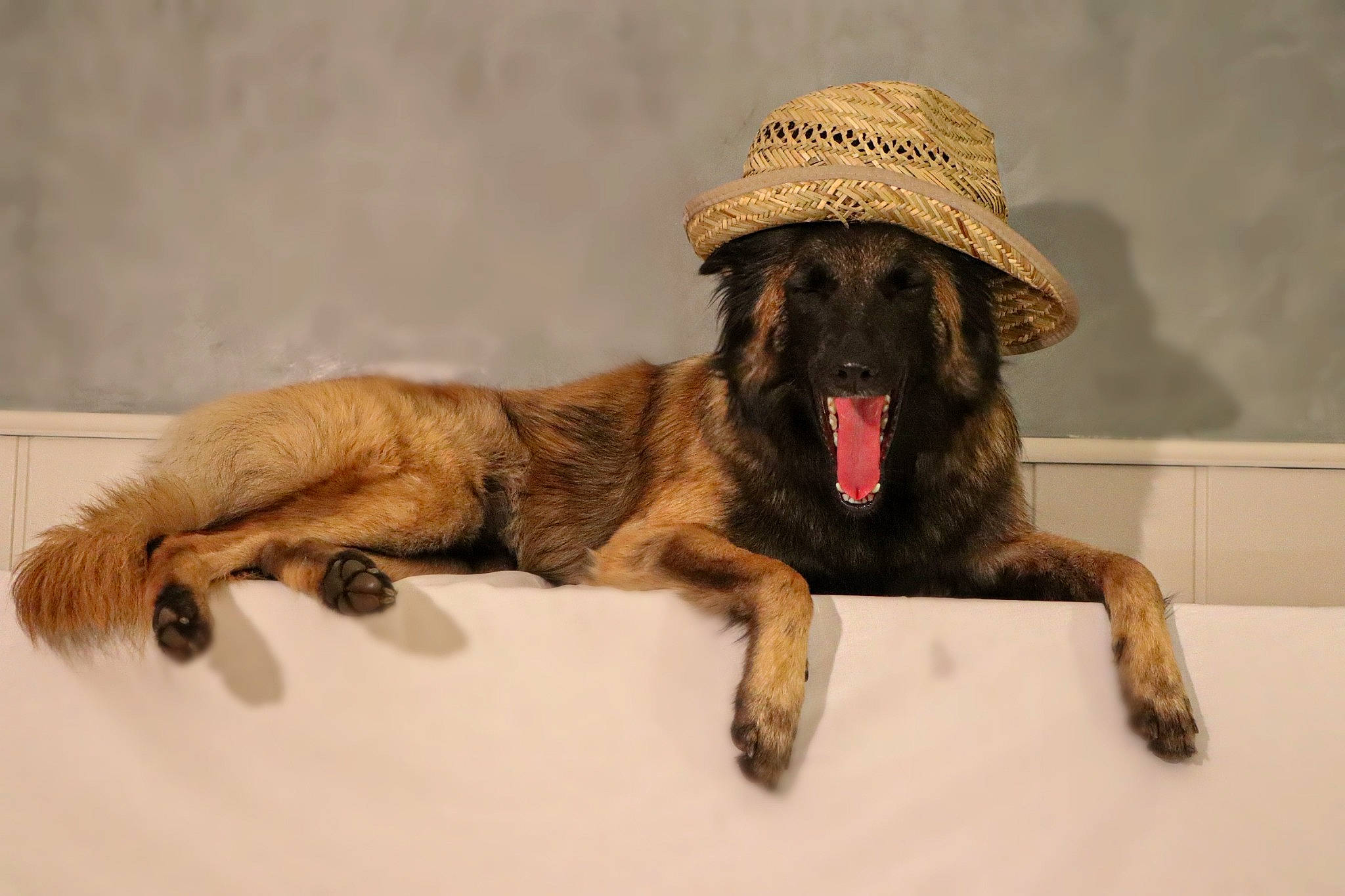 Ourane a rejoint le concours — aidez-le/la à gagner de superbes lots ! canidae, carnivore, dog, dog_breed, estrela_mountain_dog, leonberger, mammal, sporting_group, vertebrate