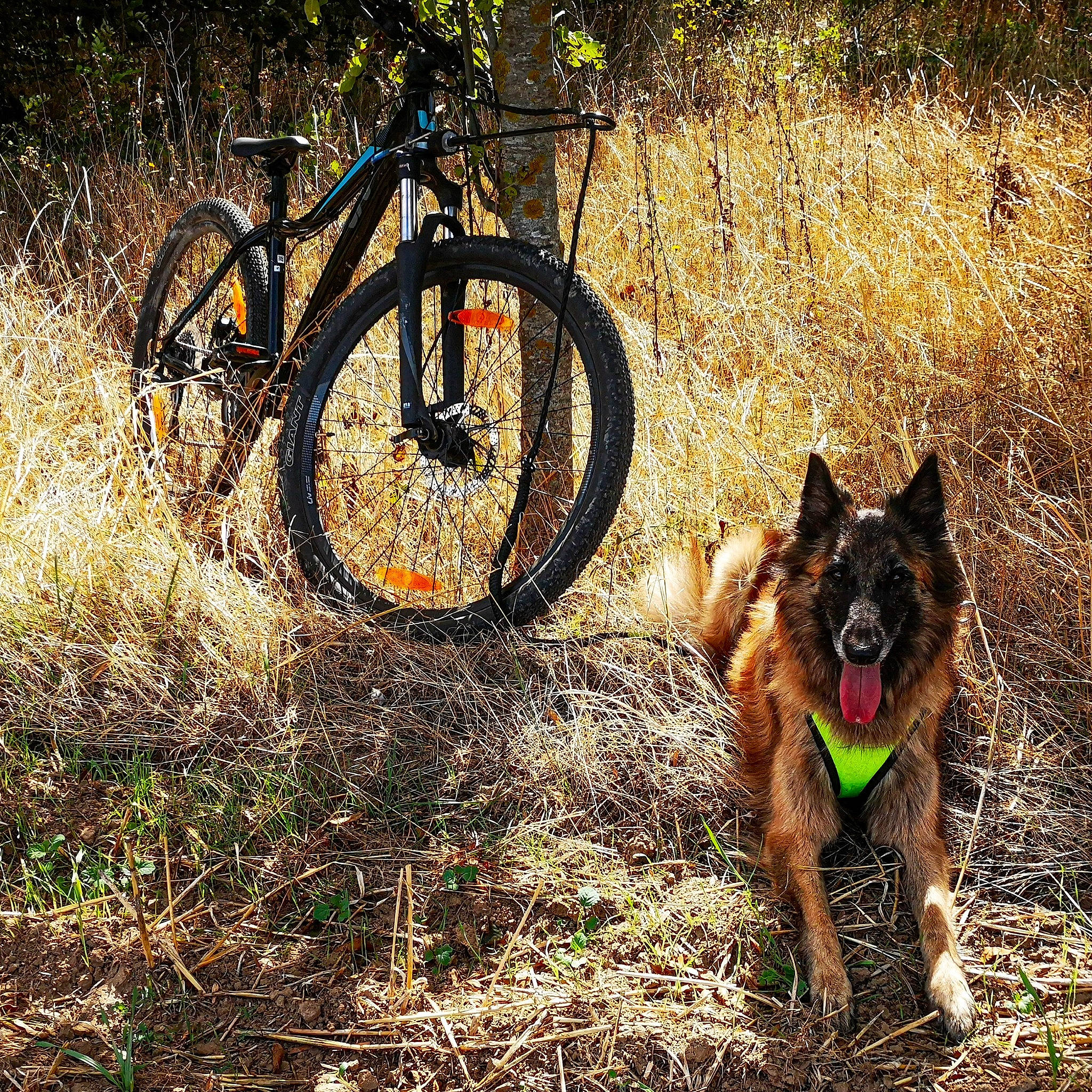 Jungle a rejoint le concours — aidez-le/la à gagner de superbes lots ! bicycle, bicycle_tire, bicycle_wheel, bikejoring, canidae, carnivore, cycle_sport, dog, dog_breed, mountain_bike, recreation, soil, sporting_group, sports_equipment, trail, vehicle, wheel, working_dog
