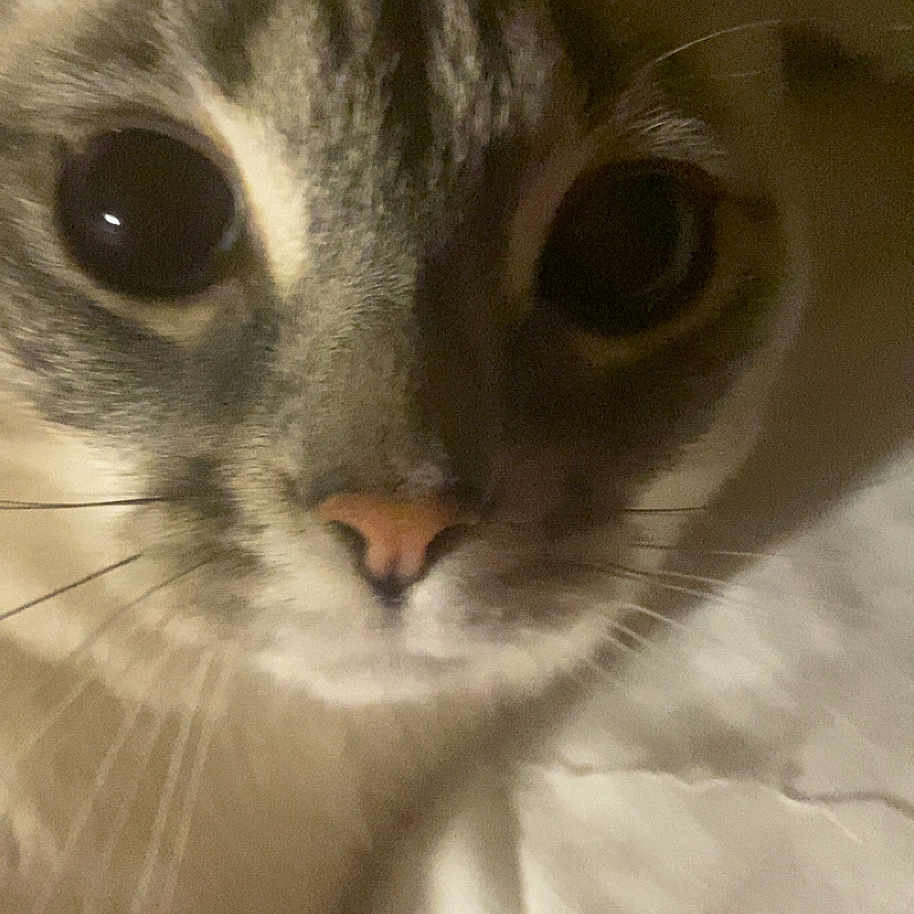 Princess is registered to the contest to win money with this photo: animal, blanket, cat, close_up, cozy, curious, cute, domestic_cat, eyes, face, feline, fur, indoor, mammal, nose, pet, portrait, soft, tabby, whiskers