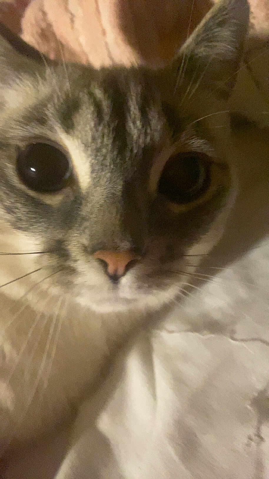 Princess is registered to the contest to win money with this photo: cat, close_up, face, fur, whiskers, eyes, pet, animal, indoor, blanket, cozy, curious, cute, mammal, feline, soft, nose, tabby, portrait, domestic_cat