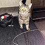 cat, tabby, pet, animal, indoor, black_bag, string, curious, whiskers, flash_reflection, furniture, wooden_cabinet, floor, domestic, alert, tail, ears, paws, black_surface, room