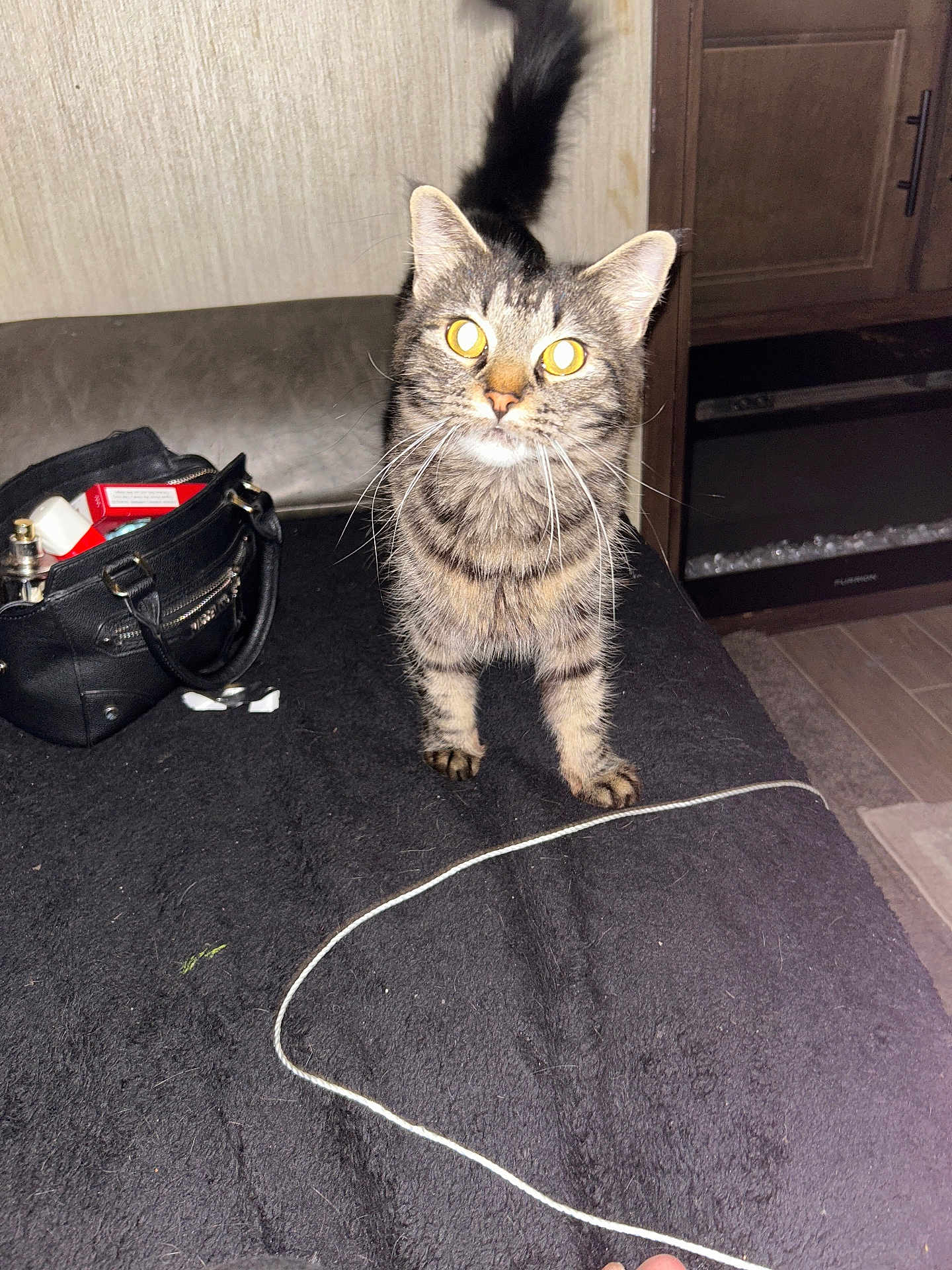 Midnight joined the competition — help win amazing prizes! cat, tabby, pet, animal, indoor, black_bag, string, curious, whiskers, flash_reflection, furniture, wooden_cabinet, floor, domestic, alert, tail, ears, paws, black_surface, room