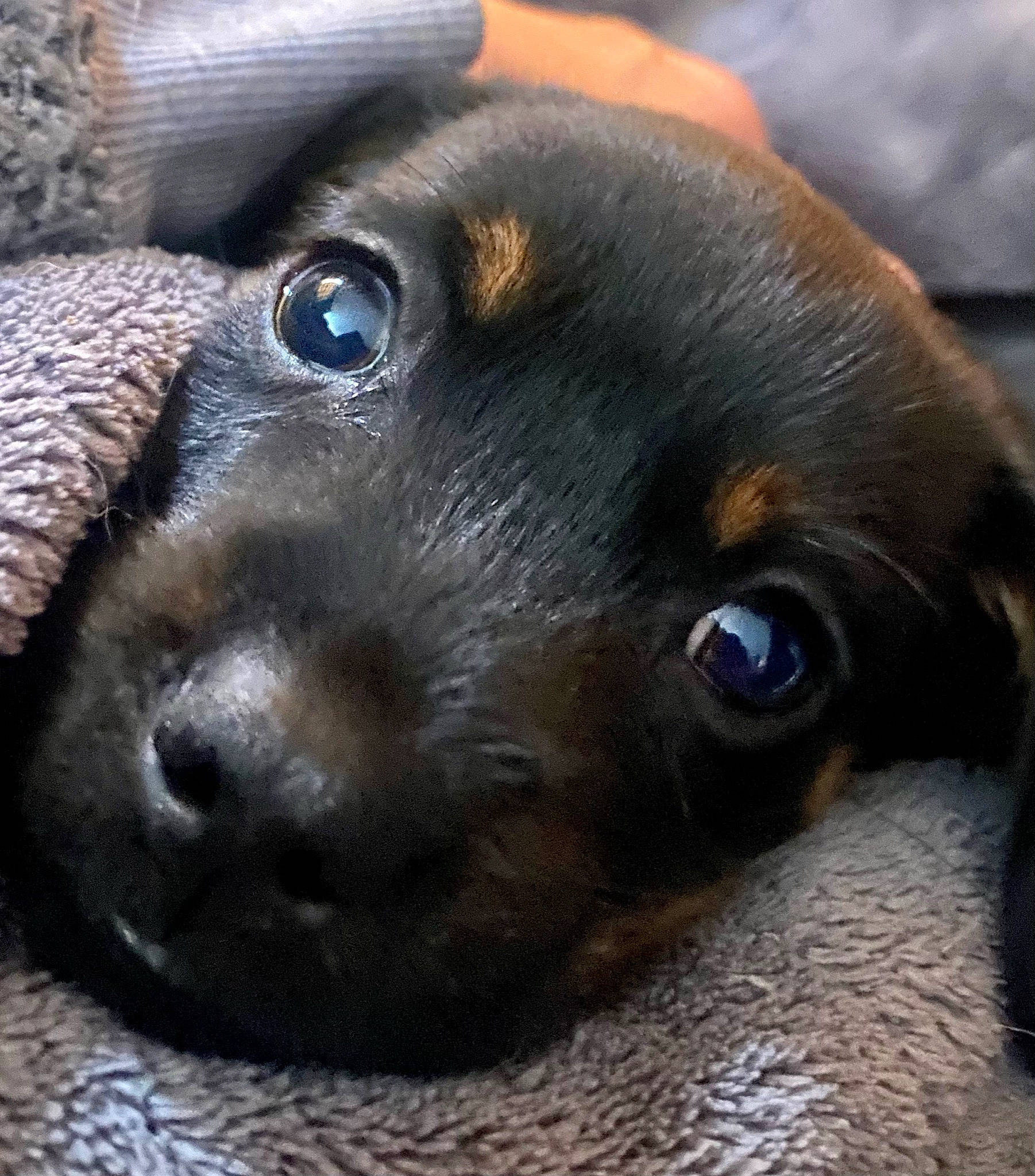 Bo joined the competition — help win amazing prizes! canidae, carnivore, companion_dog, dog, dog_breed, ear, fawn, fur, guard_dog, iris, liver, nose, pet_supply, puppy, snout, sporting_group, terrestrial_animal, whiskers, working_animal, working_dog