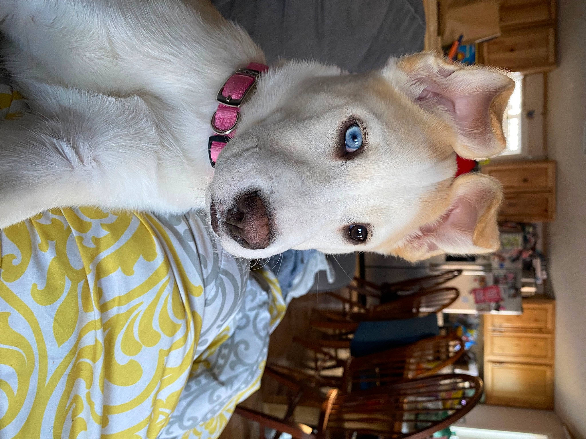 Pixie is registered to the contest to win money with this photo: canidae, carnivore, collar, comfort, companion_dog, dog, dog_breed, ear, fawn, fur, jaw, non_sporting_group, snout, sporting_group, whiskers, working_animal