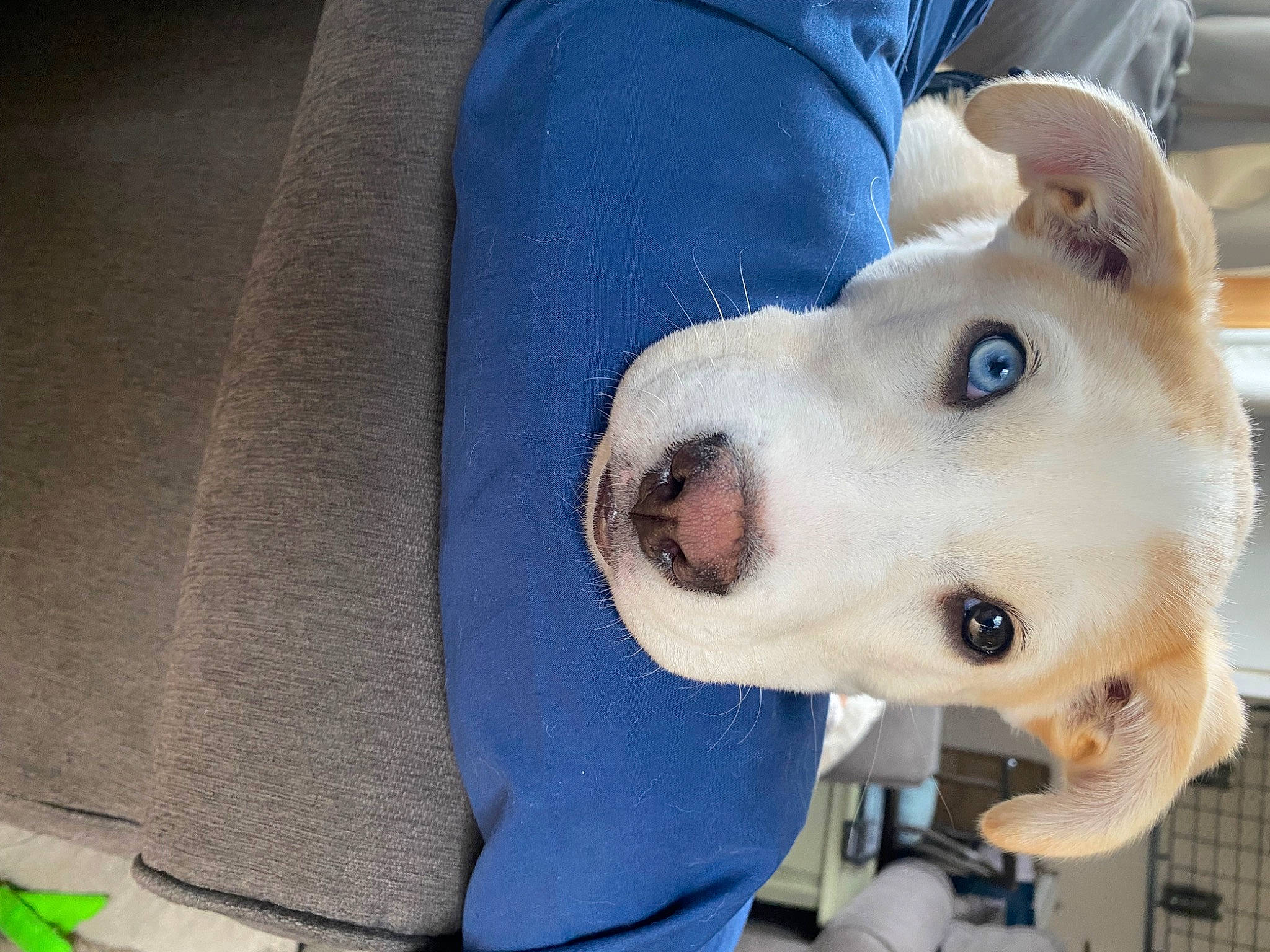 Pixie joined the competition — help win amazing prizes! canidae, canis, carnivore, collar, companion_dog, dog, dog_breed, dog_collar, dog_supply, fawn, fur, jaw, pet_supply, snout, spitz, sporting_group, volpino_italiano, whiskers, working_animal, working_dog