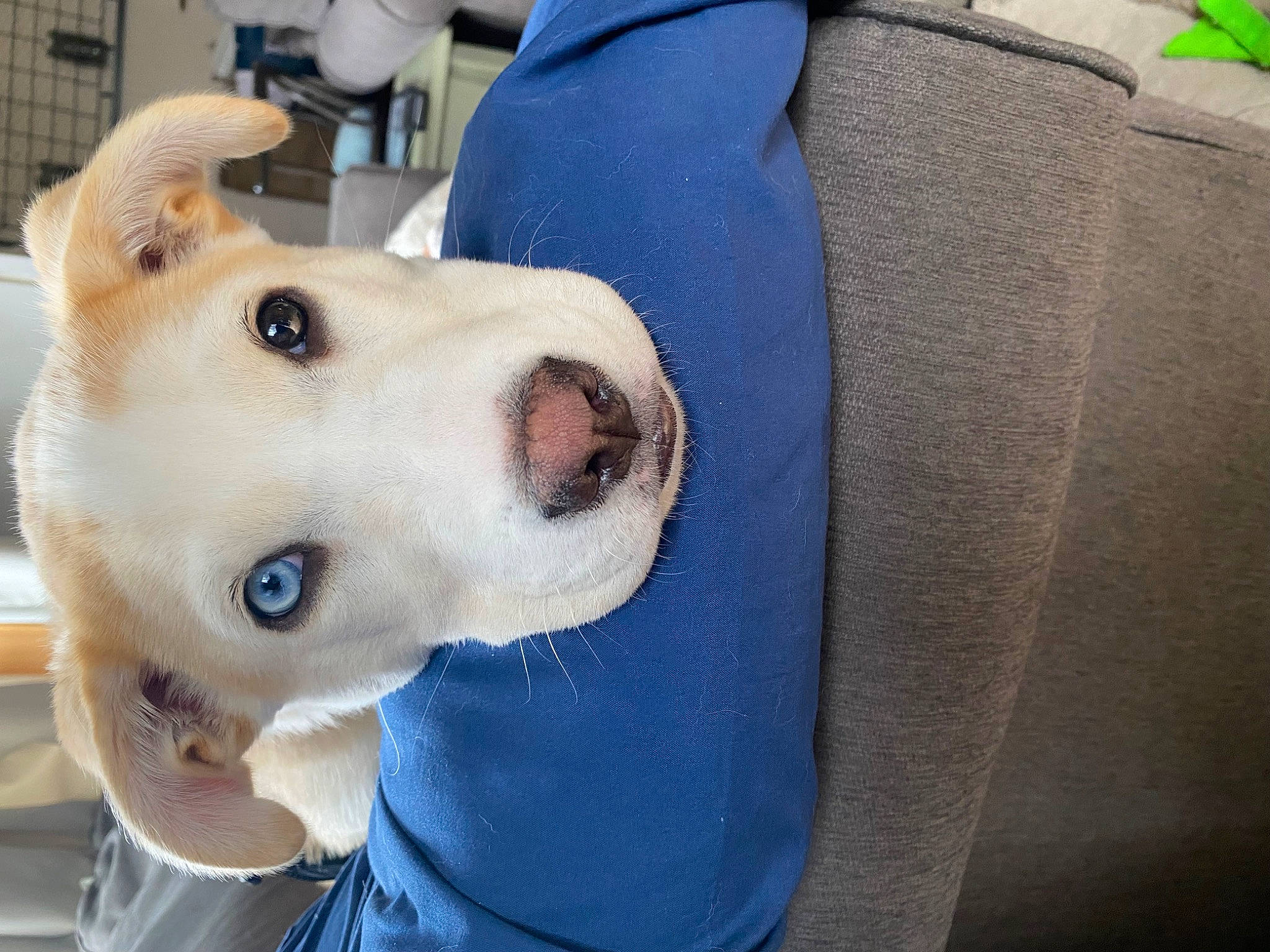 Pixie is registered to the contest to win money with this photo: ancient_dog_breeds, canidae, carnivore, collar, companion_dog, dog, dog_breed, dog_collar, dog_supply, electric_blue, fawn, fur, non_sporting_group, selfie, sleeve, snout, sporting_group, whiskers, working_animal, working_dog