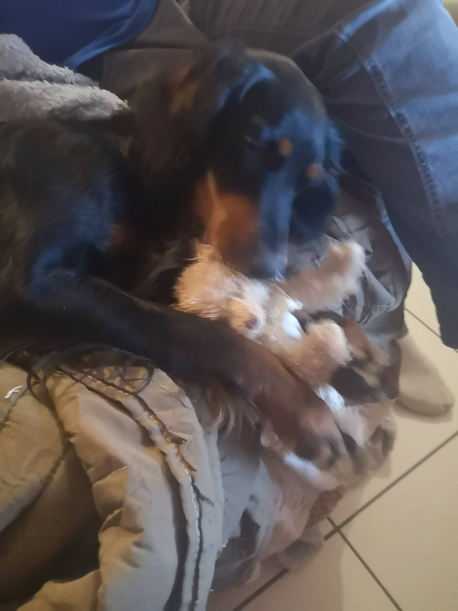 Rafale participe au concours pour gagner de l'argent avec cette photo : brown, canidae, carnivore, comfort, companion_dog, dog, dog_breed, dog_supply, flooring, fur, guard_dog, liver, nap, pet_supply, sleep, snout, sporting_group, tail, toy_dog, working_animal